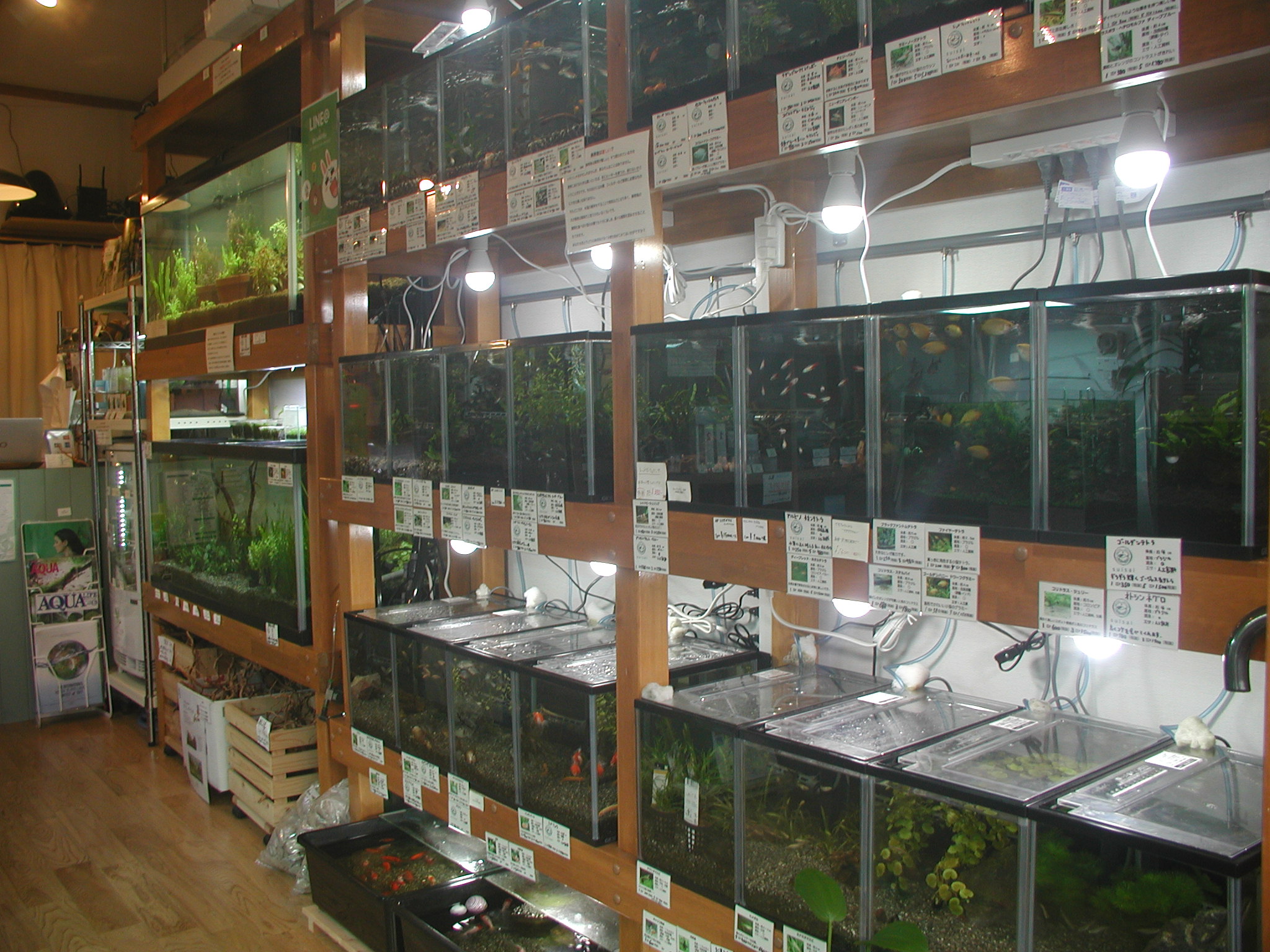 aquarium shop suisai アクアリウム ショップ スイサイ「マイタウンさいたま」（浦和・大宮・与野・岩槻）