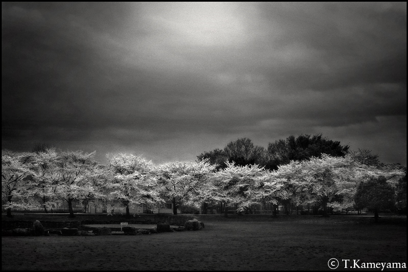 02:桜