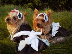 �u�����h���C�h���v�ʐ^