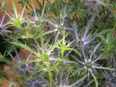 �u�u���[�x���v�ʐ^