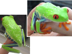 �A�J���A�}�K�G���ʐ^