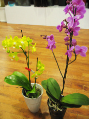 ���A���ʐ^