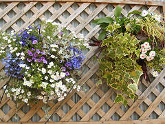 �n���M���O�o�X�P�b�g�ʐ^