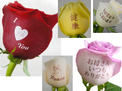 �v�����g��