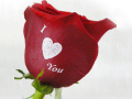 Speaking Roses Elegant