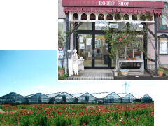 ���X���_��ʐ^