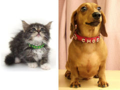 �����L�ʐ^