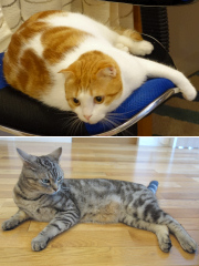 �l�R�����P