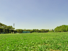 �O�����h�ʐ^