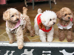 �g�C�v�[�h���ʐ^